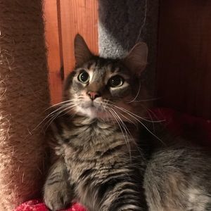 Meet your Posher, Helen